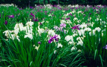 Iris dans un Jardin de Tokyo